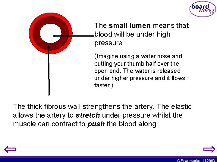 The small lumen means that blood will be under high pressure. (Imagine using a