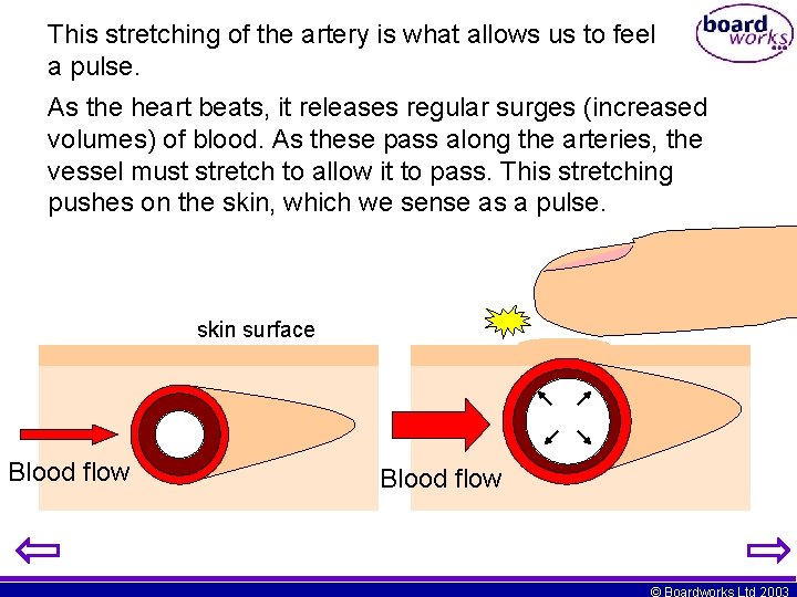 This stretching of the artery is what allows us to feel a pulse. As