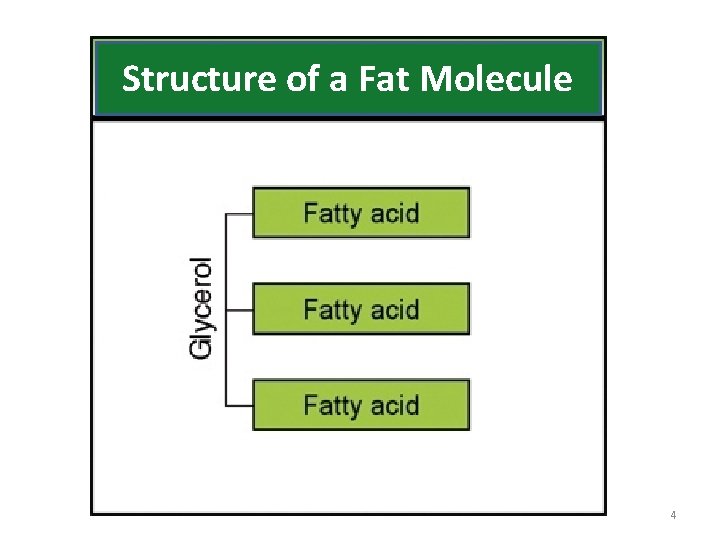 Structure of a Fat Molecule 4 