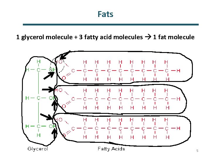 Fats 1 glycerol molecule + 3 fatty acid molecules 1 fat molecule 5 