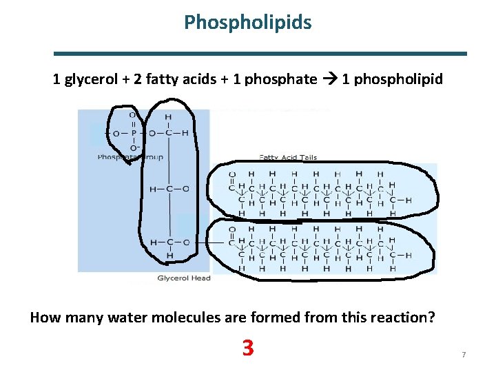 Phospholipids 1 glycerol + 2 fatty acids + 1 phosphate 1 phospholipid How many