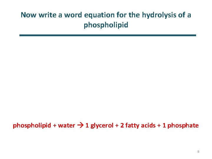 Now write a word equation for the hydrolysis of a phospholipid + water 1