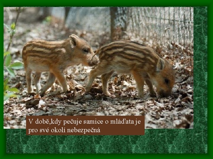 V době, kdy pečuje samice o mláďata je pro své okolí nebezpečná 
