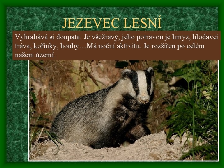 JEZEVEC LESNÍ Vyhrabává si doupata. Je všežravý, jeho potravou je hmyz, hlodavci tráva, kořínky,