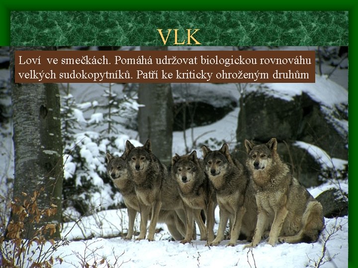 VLK Loví ve smečkách. Pomáhá udržovat biologickou rovnováhu velkých sudokopytníků. Patří ke kriticky ohroženým