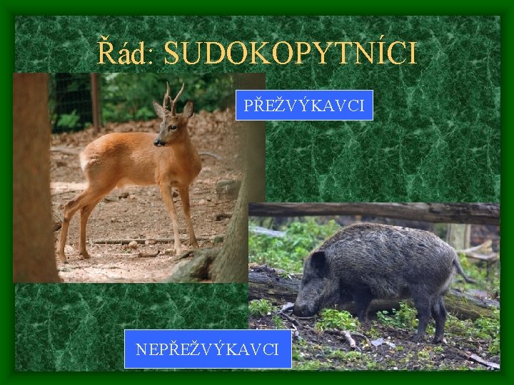 Řád: SUDOKOPYTNÍCI PŘEŽVÝKAVCI NEPŘEŽVÝKAVCI 