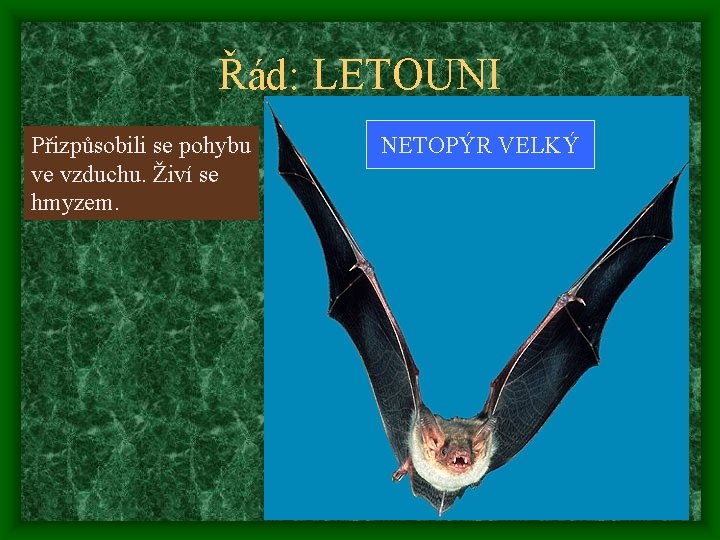 Řád: LETOUNI Přizpůsobili se pohybu ve vzduchu. Živí se hmyzem. NETOPÝR VELKÝ 