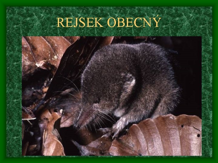REJSEK OBECNÝ 