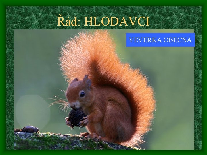 Řád: HLODAVCI VEVERKA OBECNÁ 