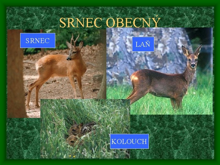 SRNEC OBECNÝ SRNEC LAŇ KOLOUCH 