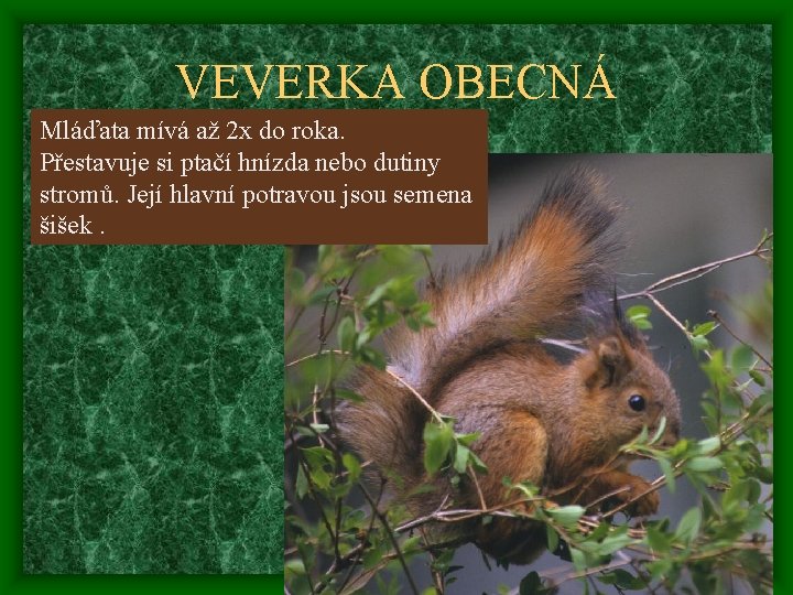 VEVERKA OBECNÁ Mláďata mívá až 2 x do roka. Přestavuje si ptačí hnízda nebo