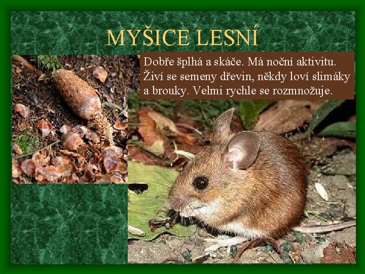 MYŠICE LESNÍ Dobře šplhá a skáče. Má noční aktivitu. Živí se semeny dřevin, někdy