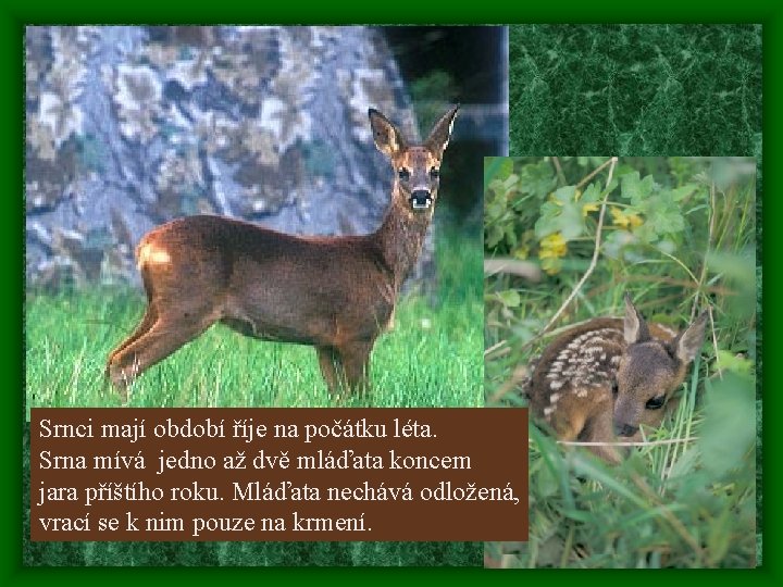 Srnci mají období říje na počátku léta. Srna mívá jedno až dvě mláďata koncem