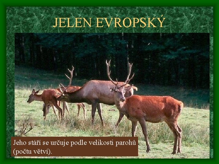 JELEN EVROPSKÝ Jeho stáří se určuje podle velikosti parohů (počtu větví). 