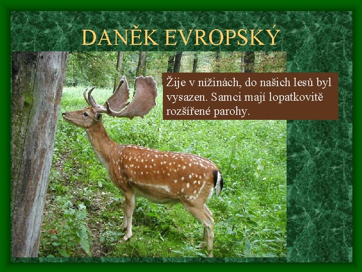 DANĚK EVROPSKÝ Žije v nížinách, do našich lesů byl vysazen. Samci mají lopatkovitě rozšířené