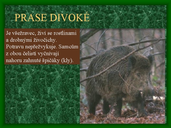 PRASE DIVOKÉ Je všežravec, živí se rostlinami a drobnými živočichy. Potravu nepřežvykuje. Samcům z