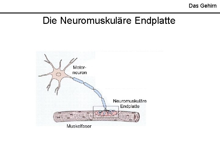 Das Gehirn Die Neuromuskuläre Endplatte 