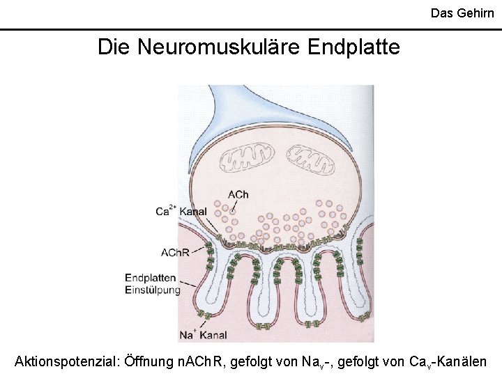 Das Gehirn Die Neuromuskuläre Endplatte Aktionspotenzial: Öffnung n. ACh. R, gefolgt von Nav-, gefolgt