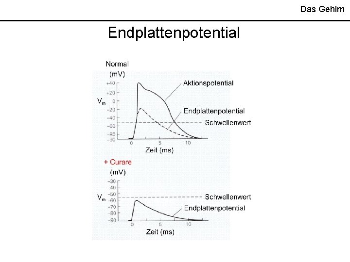 Das Gehirn Endplattenpotential 