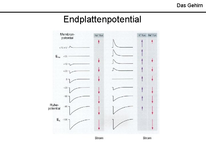 Das Gehirn Endplattenpotential 