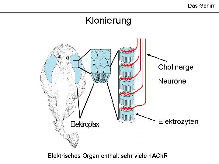 Das Gehirn Klonierung Cholinerge Neurone Elektrozyten Elektrisches Organ enthält sehr viele n. ACh. R