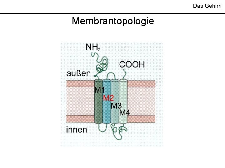 Das Gehirn Membrantopologie 