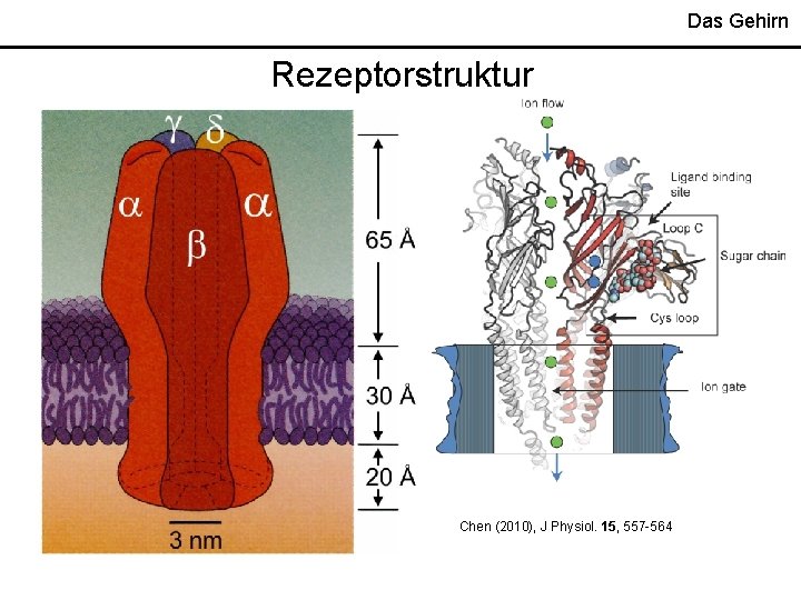 Das Gehirn Rezeptorstruktur Chen (2010), J Physiol. 15, 557 -564 