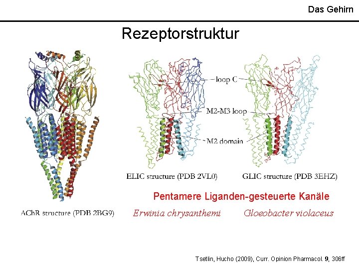 Das Gehirn Rezeptorstruktur Pentamere Liganden-gesteuerte Kanäle Erwinia chrysanthemi Gloeobacter violaceus Tsetlin, Hucho (2009), Curr.