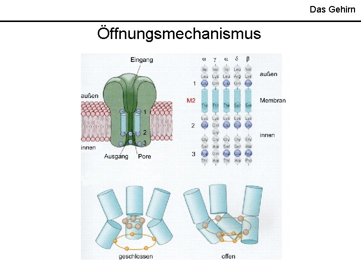 Das Gehirn Öffnungsmechanismus 