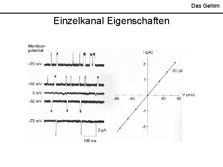 Das Gehirn Einzelkanal Eigenschaften 