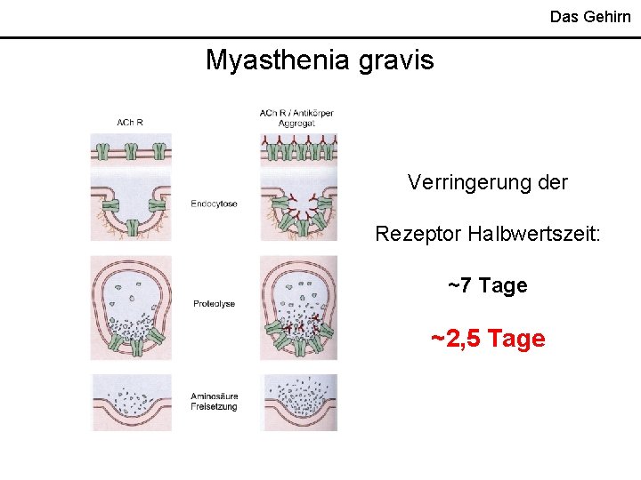 Das Gehirn Myasthenia gravis Verringerung der Rezeptor Halbwertszeit: ~7 Tage ~2, 5 Tage 