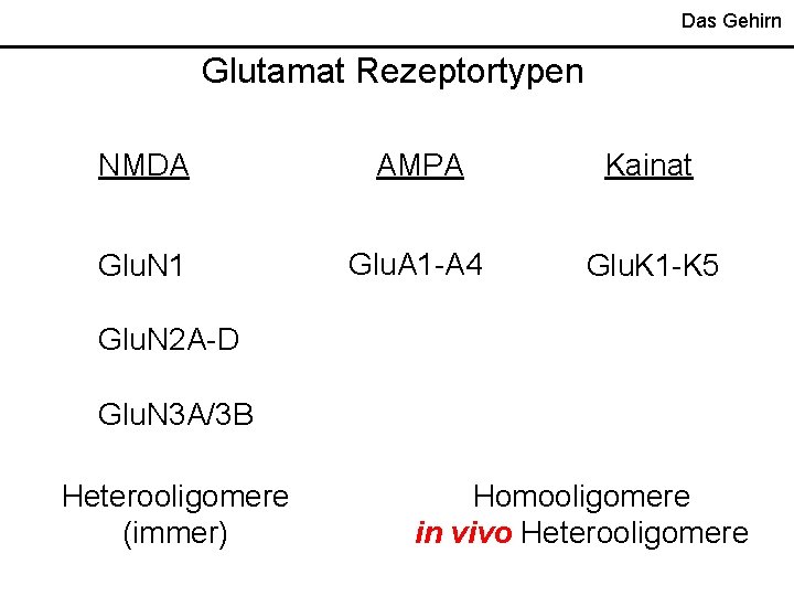Das Gehirn Glutamat Rezeptortypen NMDA AMPA Kainat Glu. N 1 Glu. A 1 -A
