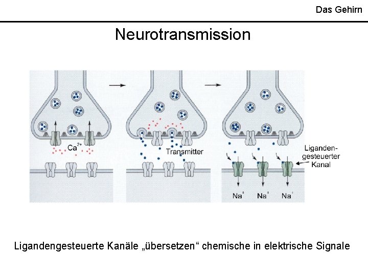 Das Gehirn Neurotransmission Ligandengesteuerte Kanäle „übersetzen“ chemische in elektrische Signale 