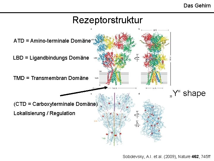 Das Gehirn Rezeptorstruktur ATD = Amino-terminale Domäne LBD = Ligandbindungs Domäne TMD = Transmembran