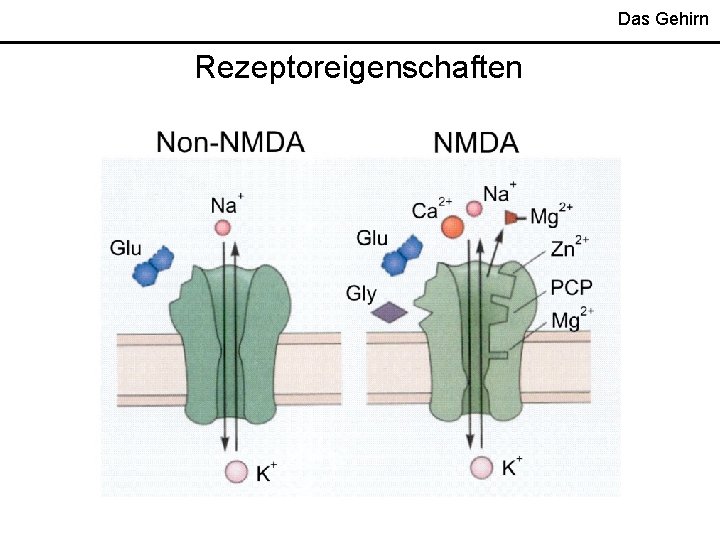 Das Gehirn Rezeptoreigenschaften 