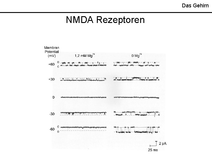 Das Gehirn NMDA Rezeptoren 