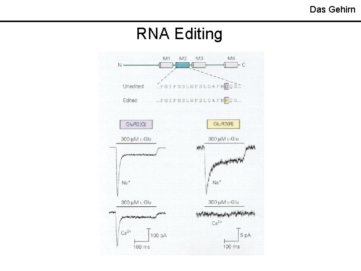 Das Gehirn RNA Editing 