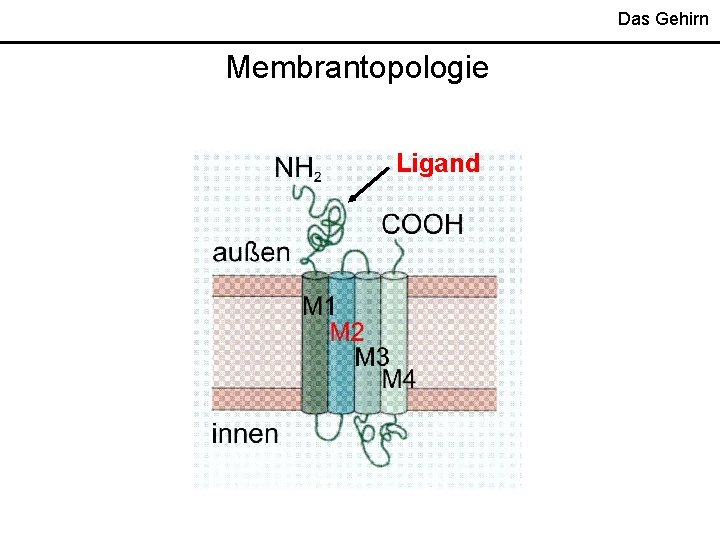 Das Gehirn Membrantopologie Ligand 