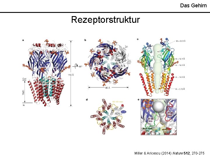 Das Gehirn Rezeptorstruktur Miller & Aricescu (2014) Nature 512, 270 -275 