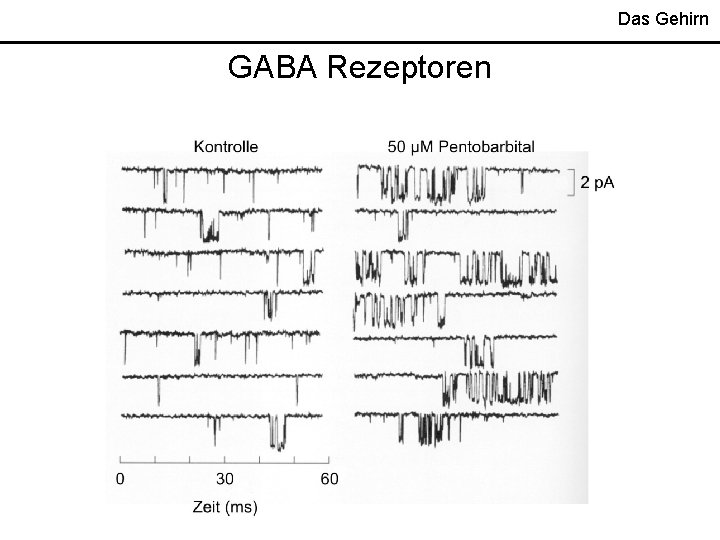 Das Gehirn GABA Rezeptoren 