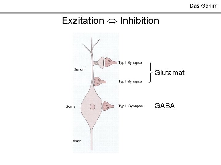 Das Gehirn Exzitation Inhibition Glutamat GABA 