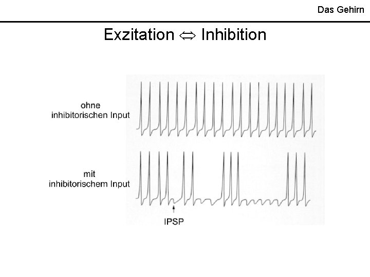 Das Gehirn Exzitation Inhibition 