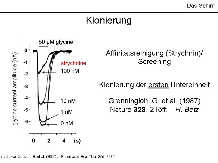 Das Gehirn Klonierung Affinitätsreinigung (Strychnin)/ Screening Klonierung der ersten Untereinheit Grenningloh, G. et al.