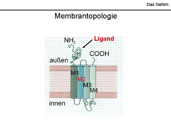 Das Gehirn Membrantopologie Ligand 