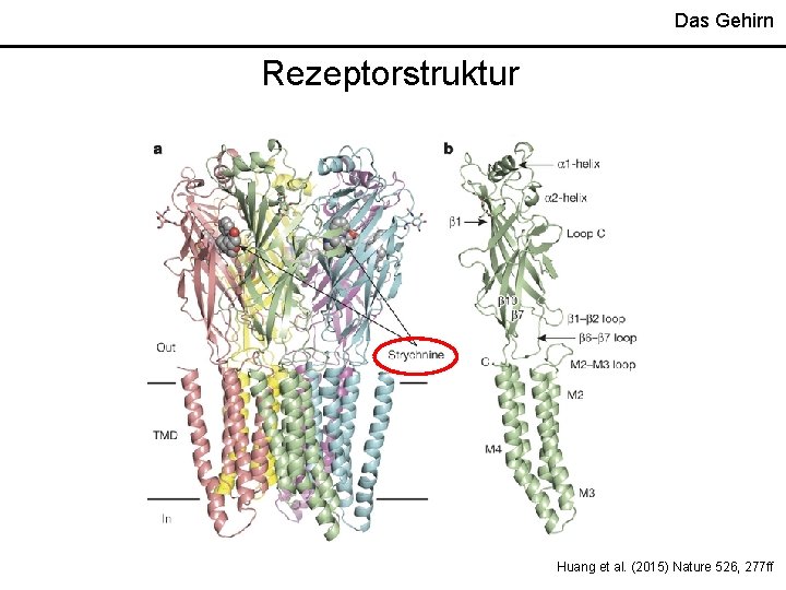 Das Gehirn Rezeptorstruktur Huang et al. (2015) Nature 526, 277 ff 