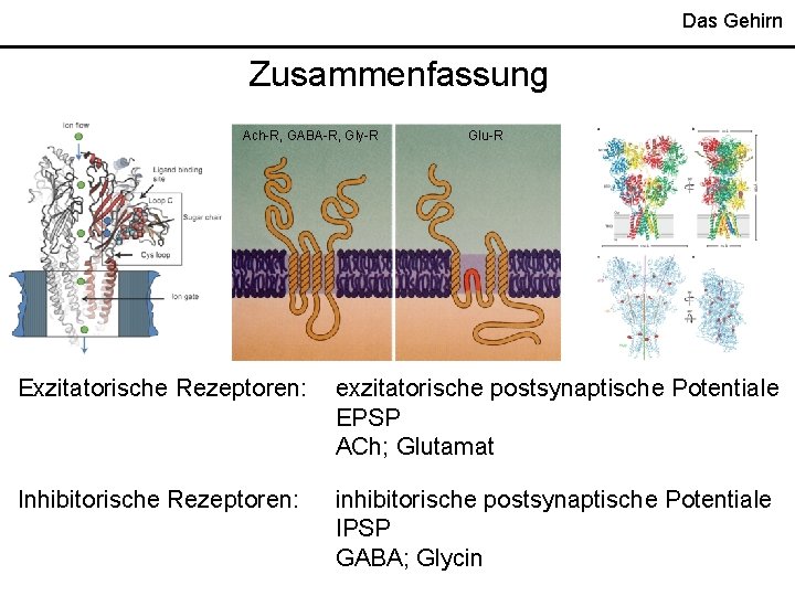 Das Gehirn Zusammenfassung Ach-R, GABA-R, Gly-R Glu-R Exzitatorische Rezeptoren: exzitatorische postsynaptische Potentiale EPSP ACh;