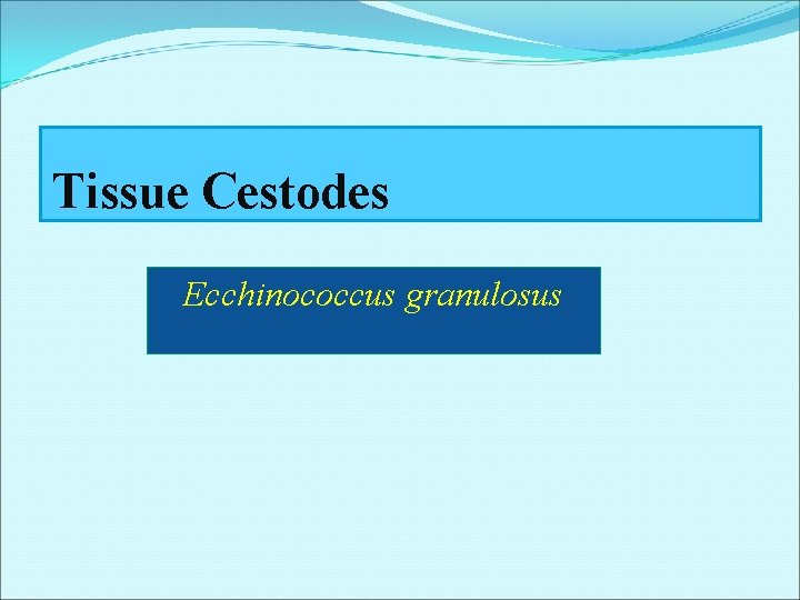 Tissue Cestodes Ecchinococcus granulosus Tissue Cestodes Ecchinococcus granulosus