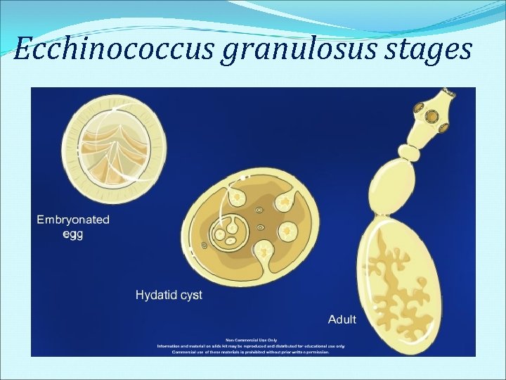 Ecchinococcus granulosus stages Ecchinococcus granulosus stages