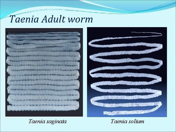 Taenia Adult worm Taenia saginata Taenia solium Taenia Adult worm Taenia saginata Taenia solium