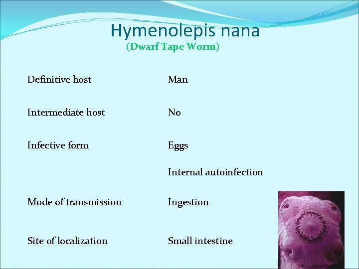 Hymenolepis nana (Dwarf Tape Worm) Definitive host Man Intermediate host No Infective form Eggs Hymenolepis nana (Dwarf Tape Worm) Definitive host Man Intermediate host No Infective form Eggs